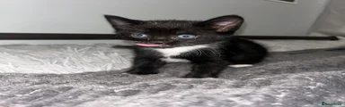 Tuxedo 1