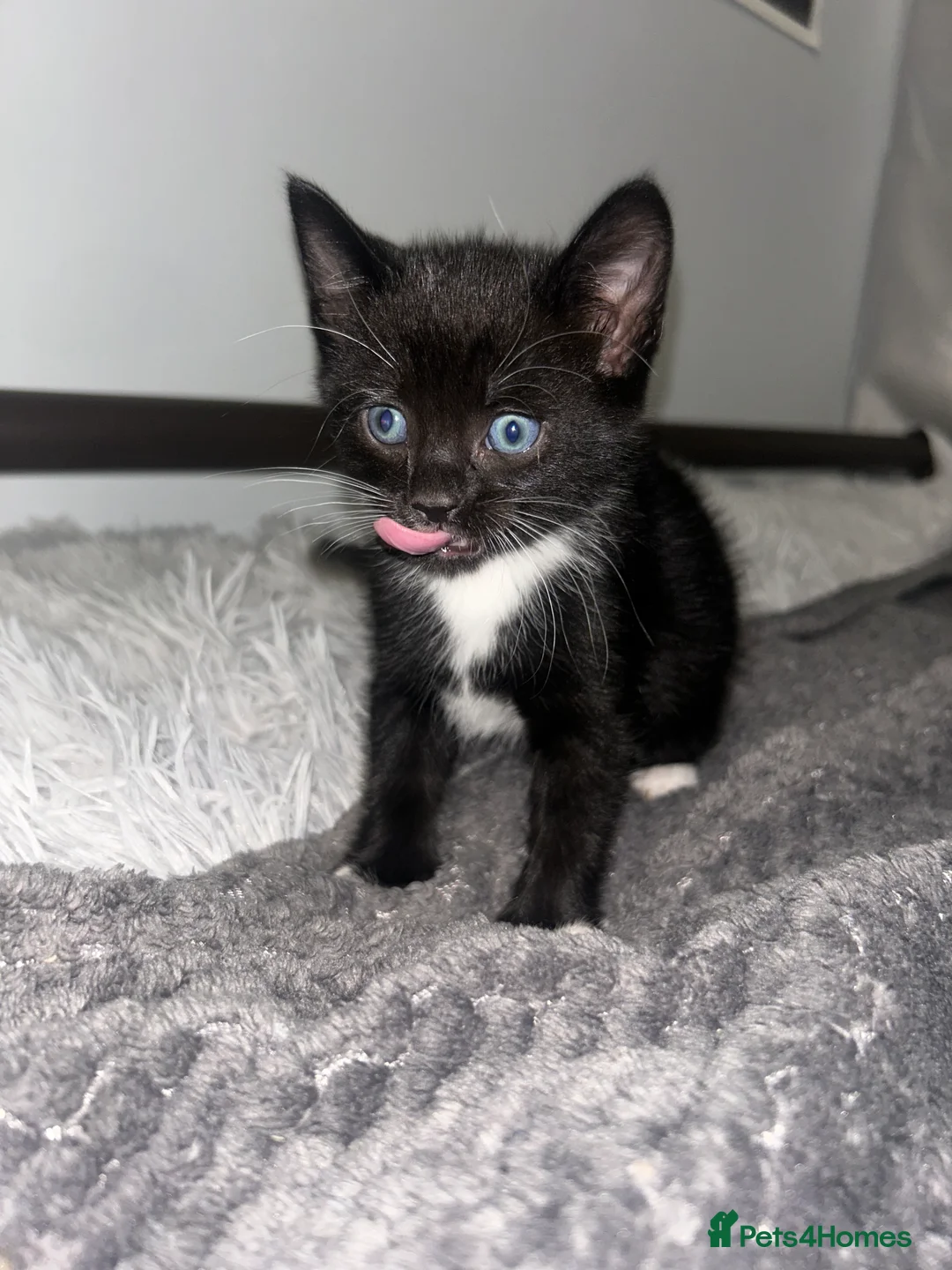 Mixed Breed cats for sale: Kittens ready to leave next week - Advert 16