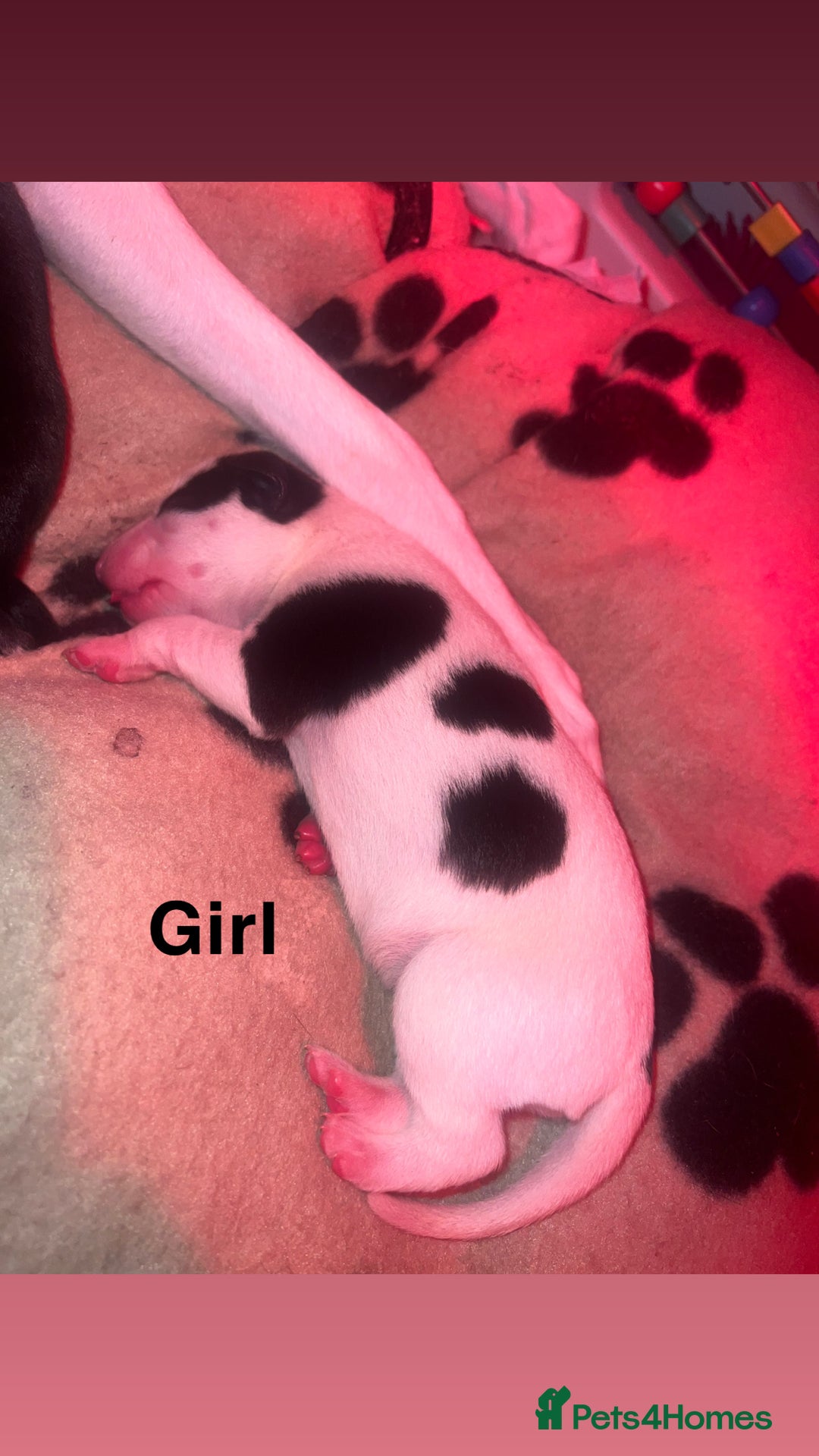 Whippet dogs for sale: Whippet Pups For Sale - Image 4