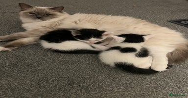 Ragdoll cats Ragdoll cross kittens  - Advert 8