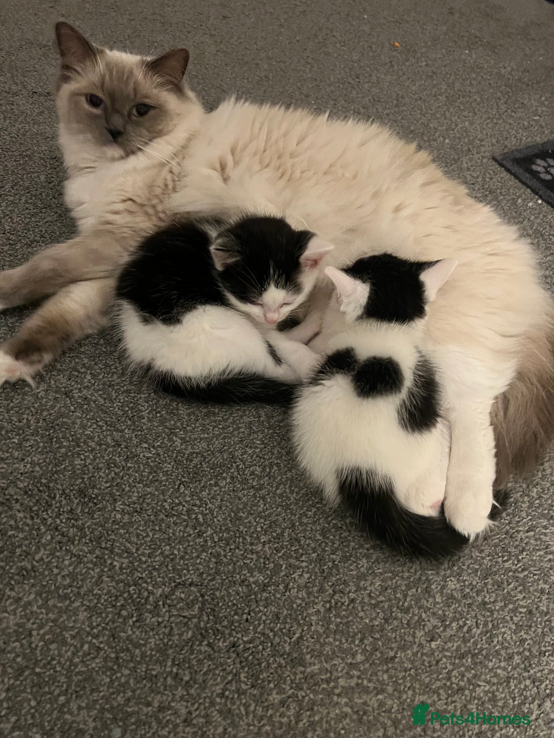 Ragdoll cats for sale: Ragdoll cross kittens  - Advert 2