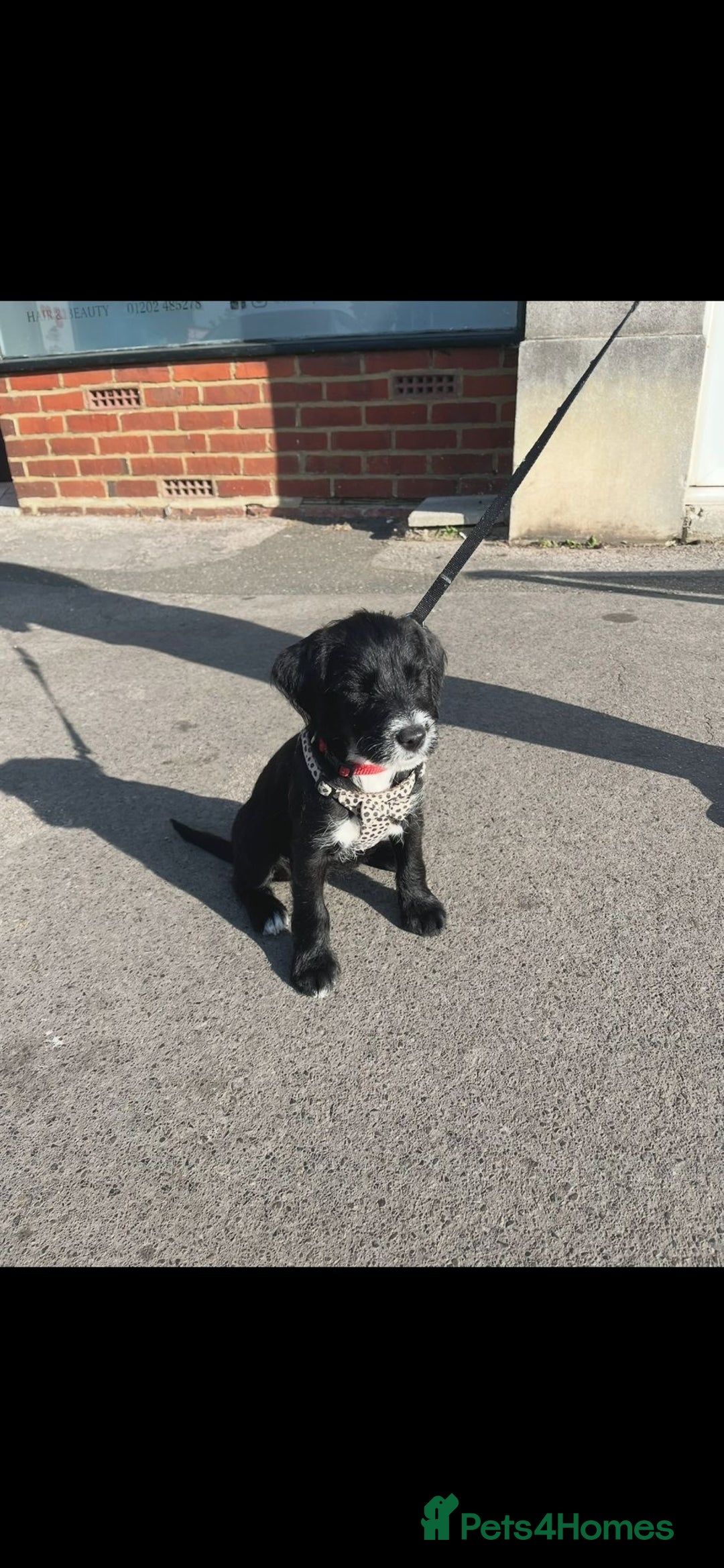 Mixed Breed dogs for sale: Female Jackapoo  - Advert 3