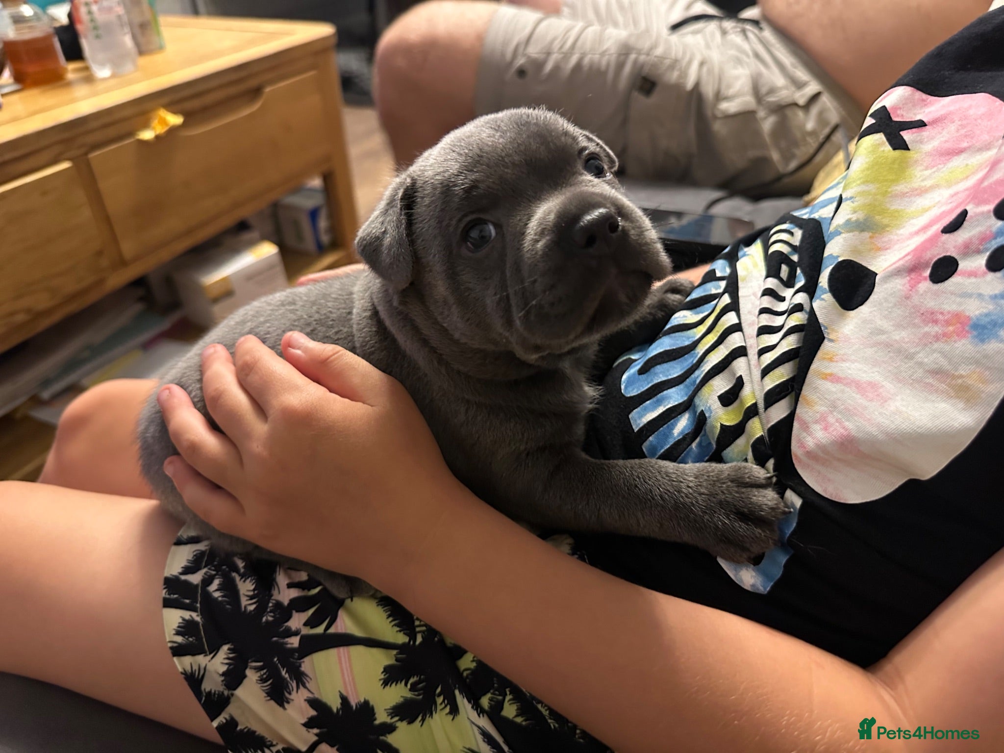 Staffordshire Bull Terrier dogs Gorgeous blue KC Staffy Pups *Champion Bloodlines* - Advert 1