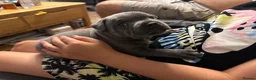 Staffordshire Bull Terrier dogs for sale: Gorgeous blue KC Staffy Pups *Champion Bloodlines* - Advert 1