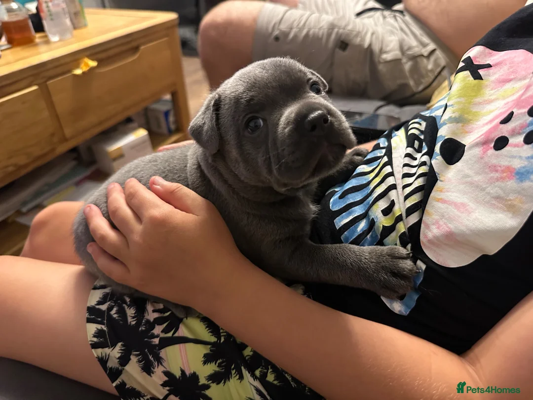 Staffordshire Bull Terrier dogs for sale: Gorgeous blue KC Staffy Pups *Champion Bloodlines* - Advert 1
