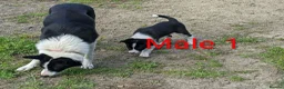Border Collie dogs for sale: Isds border collie pups for sale in Keith - Advert 3
