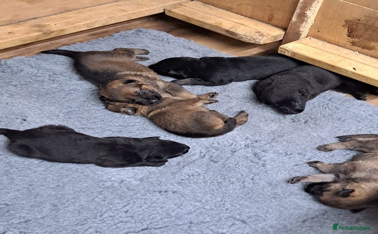 German Shepherd dogs - Advert 3