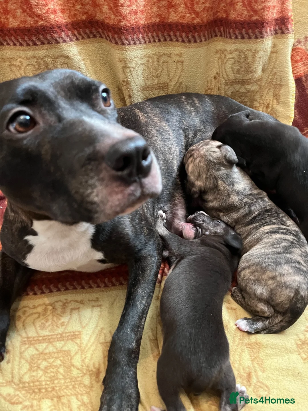 Staffordshire Bull Terrier dogs for sale: Staffordshire Bull Terrier Puppies🐾 - Advert 1