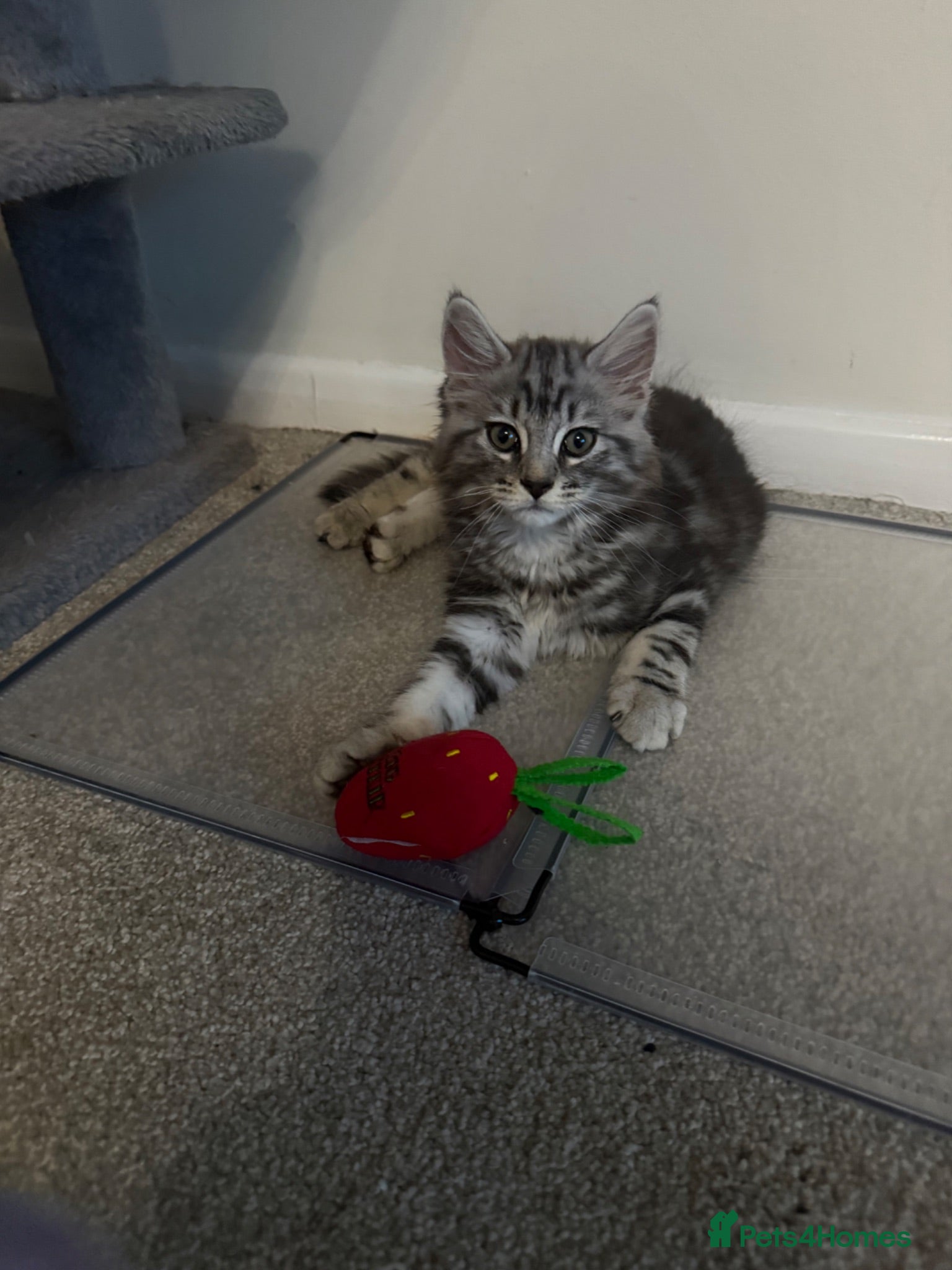 Mixed Breed cats Mixed Maine coon Siberian kittens  - Advert 1