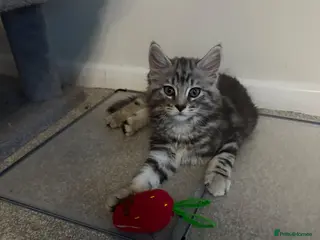 Mixed Breed cats Mixed Maine coon Siberian kittens - Advert 2