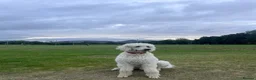Standard Poodle dogs for stud: Standard Poodle for Stud - Advert 2