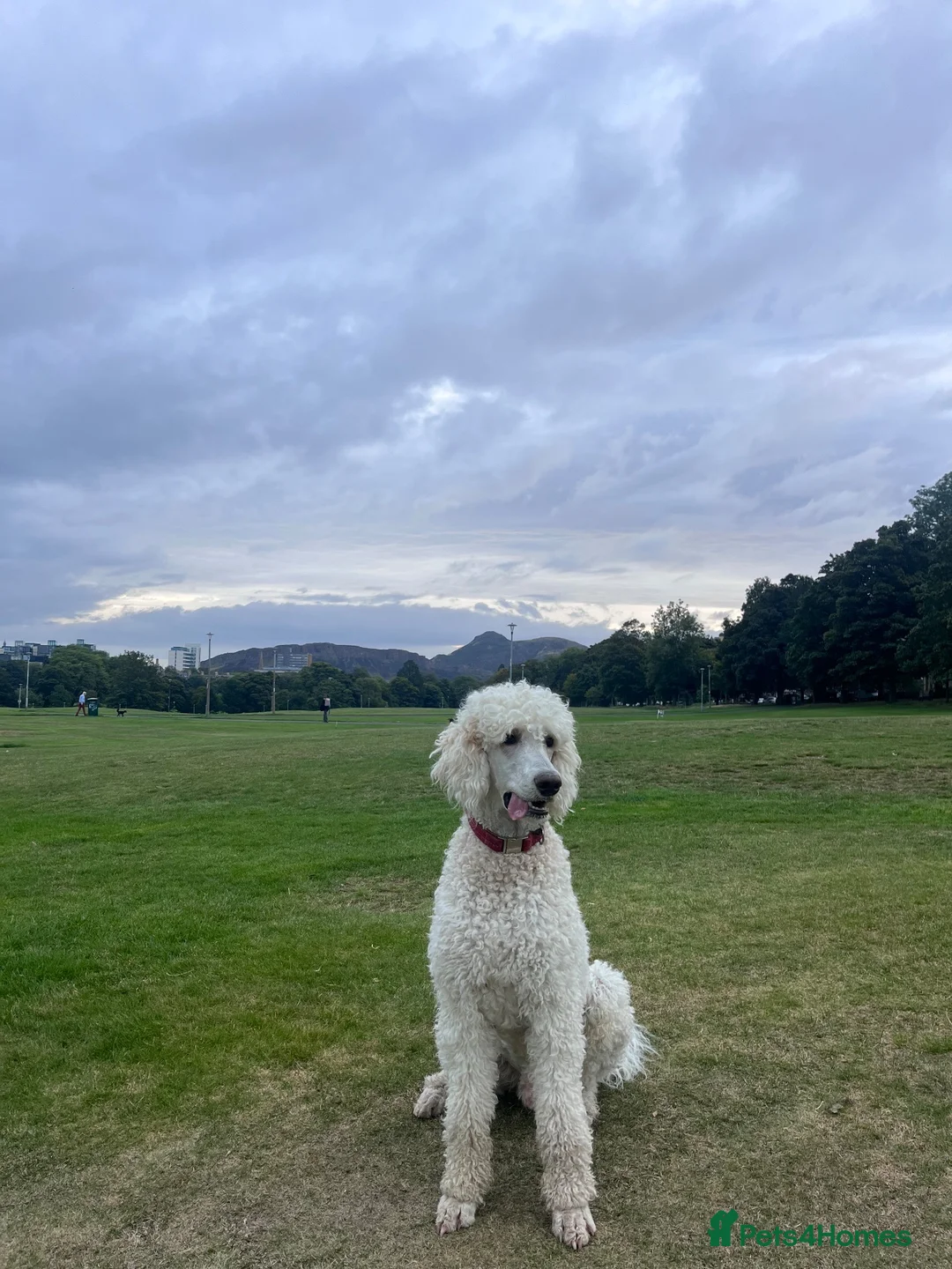 Standard Poodle dogs for stud: Standard Poodle for Stud - Advert 2