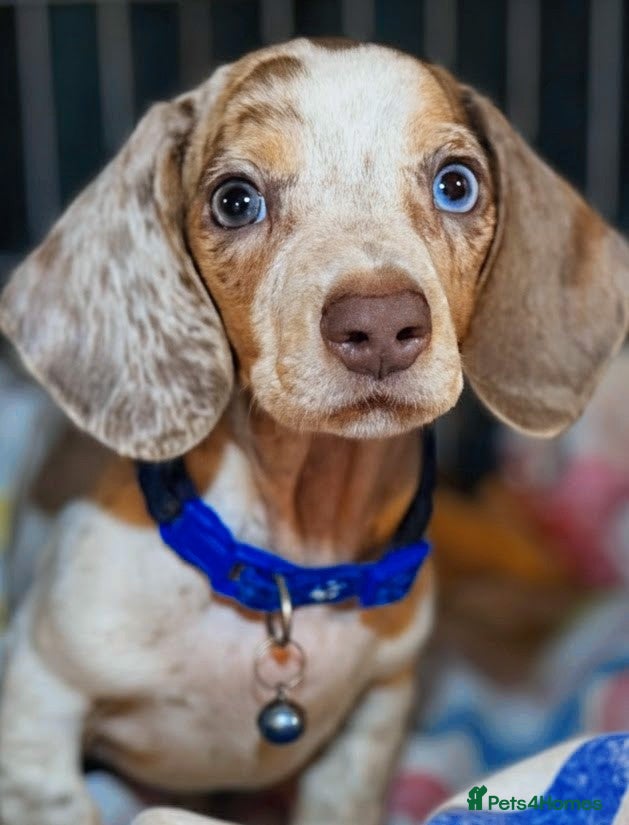 Miniature Dachshund dogs Pure Miniatures Ready To Go Home  - Advert 18