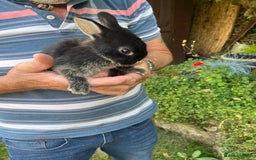 Netherland Dwarf rabbits for sale: Cute Netherlands dwarf  - Image 2