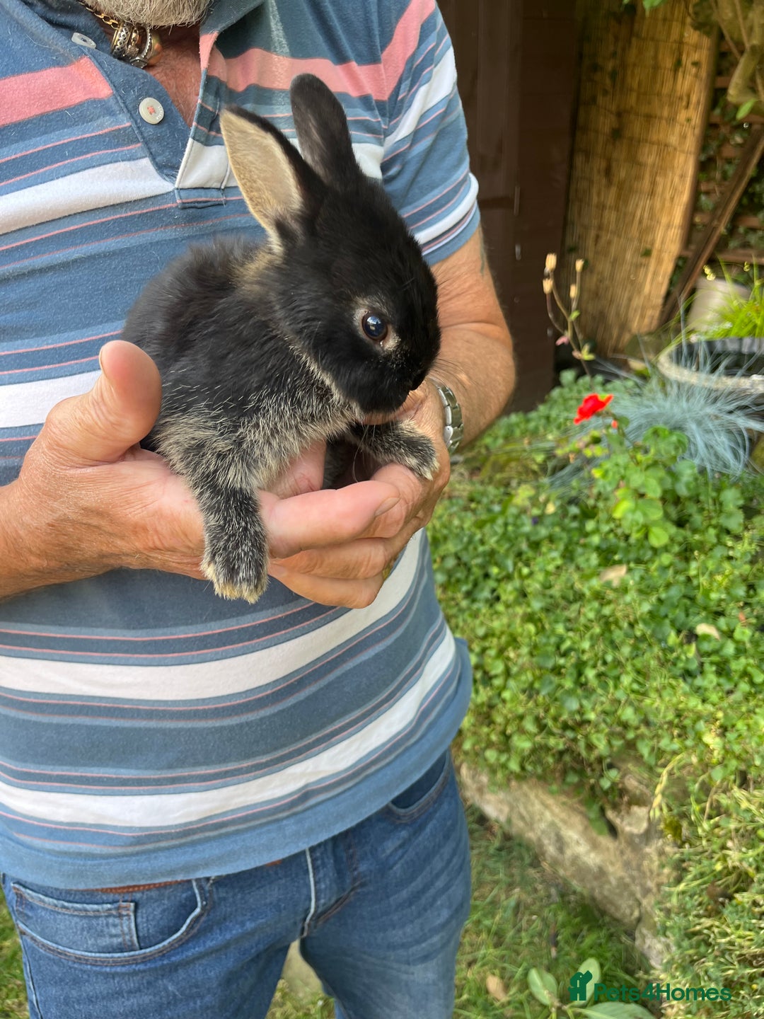 Netherland Dwarf rabbits for sale: Cute Netherlands dwarf  - Image 2