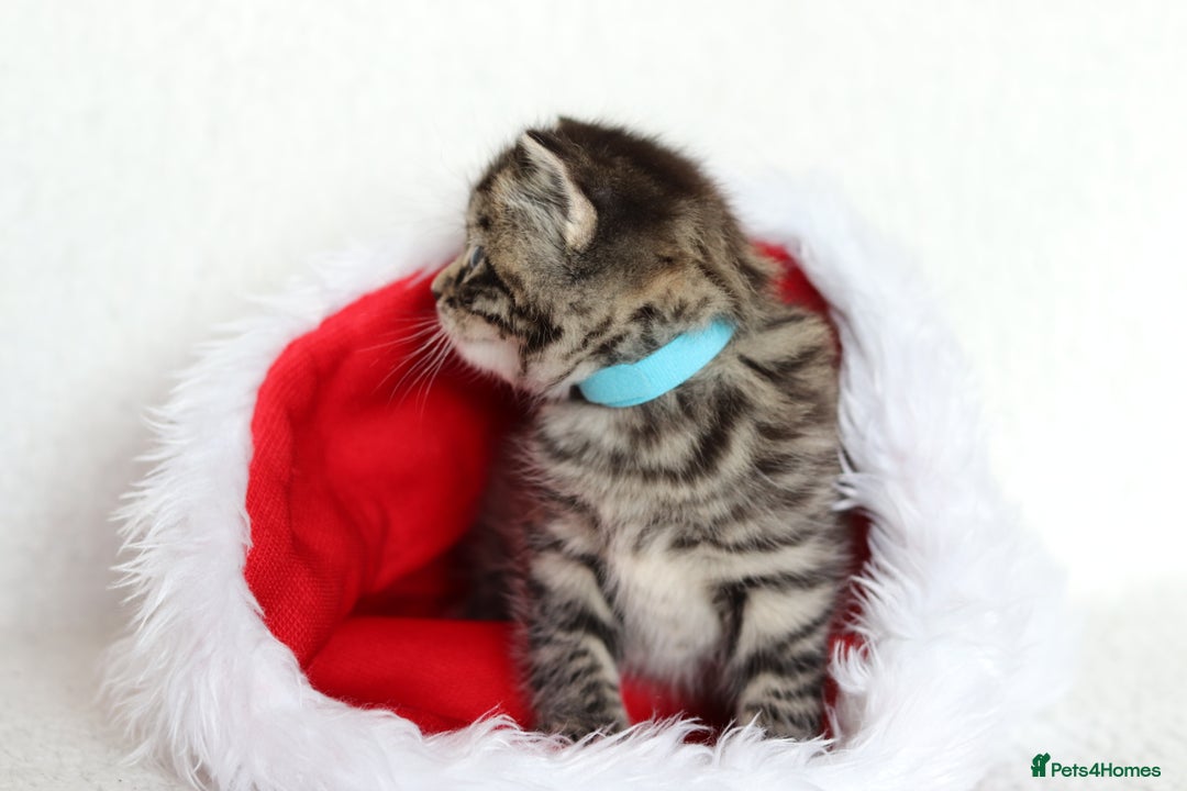 Mixed Breed cats for sale: Beautiful Kittens - Advert 10