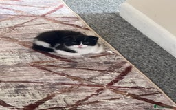 Scottish Fold cats for sale: ScottFord and British longhair  - Image 12