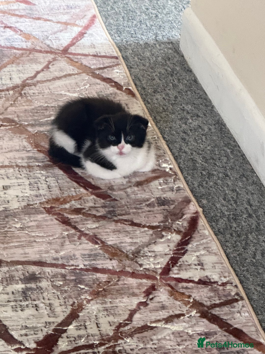 Scottish Fold cats for sale: ScottFord and British longhair  - Image 12