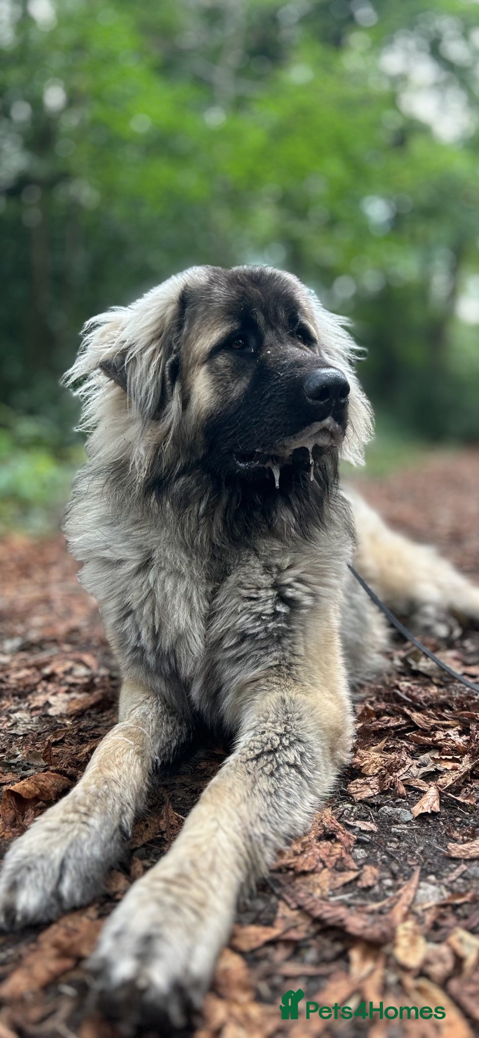 Caucasian Shepherd Dog dogs Caucasian Mountain Dog (Male) - Advert 1