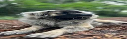 Caucasian Shepherd Dog dogs for sale: Caucasian Mountain Dog (Male) - Advert 1