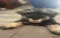 Miniature Schnauzer dogs for sale: Mini Schnauzer Boy - Image 4