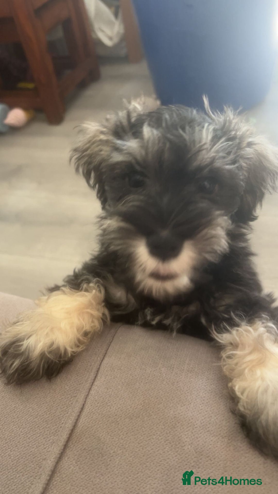Miniature Schnauzer dogs for sale: Mini Schnauzer Boy - Image 4