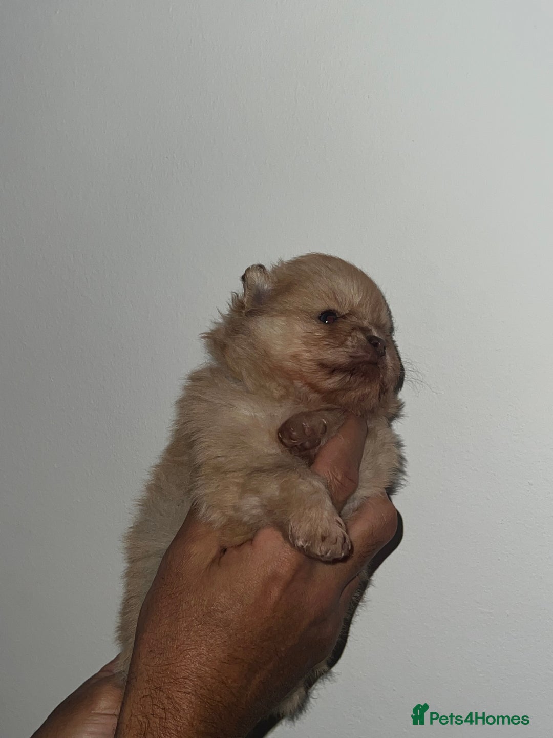 Pomeranian dogs for sale: Pomeranian pups BOY sold GIRL REMAINING 🐶 - Advert 12