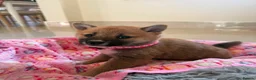 Japanese Shiba Inu dogs for sale: Two beautiful Shiba girls ❤️🐾 - Advert 2