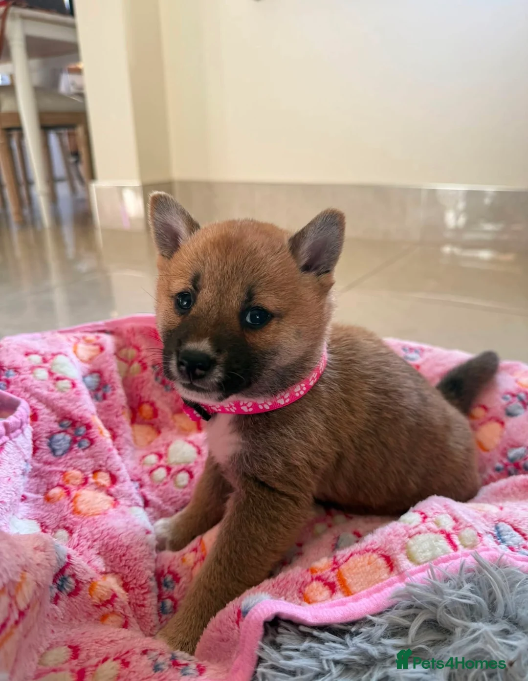Japanese Shiba Inu dogs for sale: Two beautiful Shiba girls ❤️🐾 - Advert 2