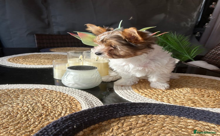 Yorkshire Terrier dogs - Advert 2