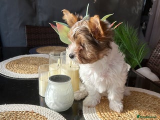 Yorkshire Terrier dogs - Advert 1