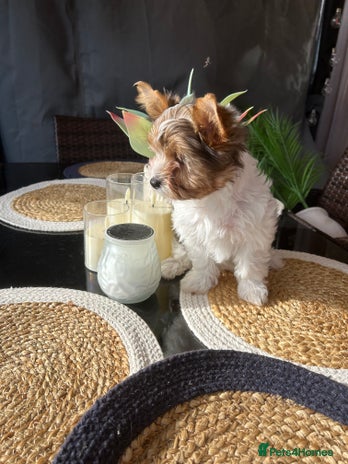 Yorkshire Terrier dogs - Advert 3