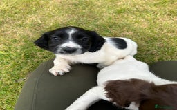 English Springer Spaniel dogs for sale: FTCH WORKING SPRINGERS - Image 5