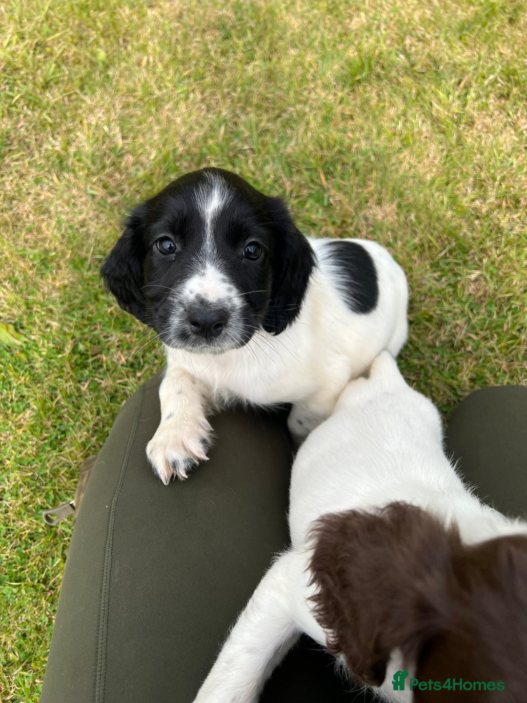 English Springer Spaniel dogs for sale: FTCH WORKING SPRINGERS - Image 5