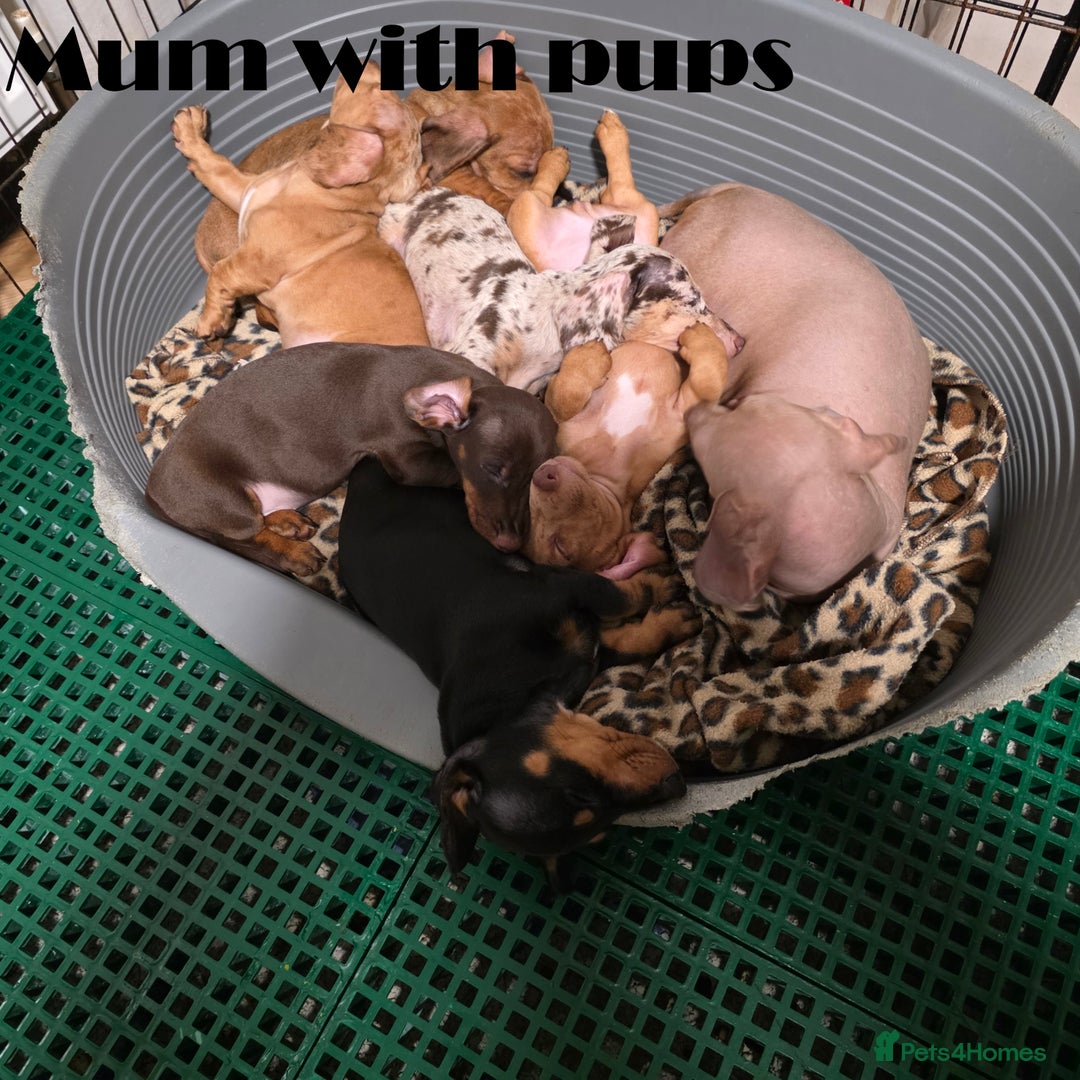 Miniature Dachshund dogs for sale: Dachshund pups - Advert 13