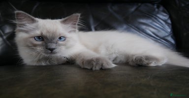 Ragdoll cats - Advert 14
