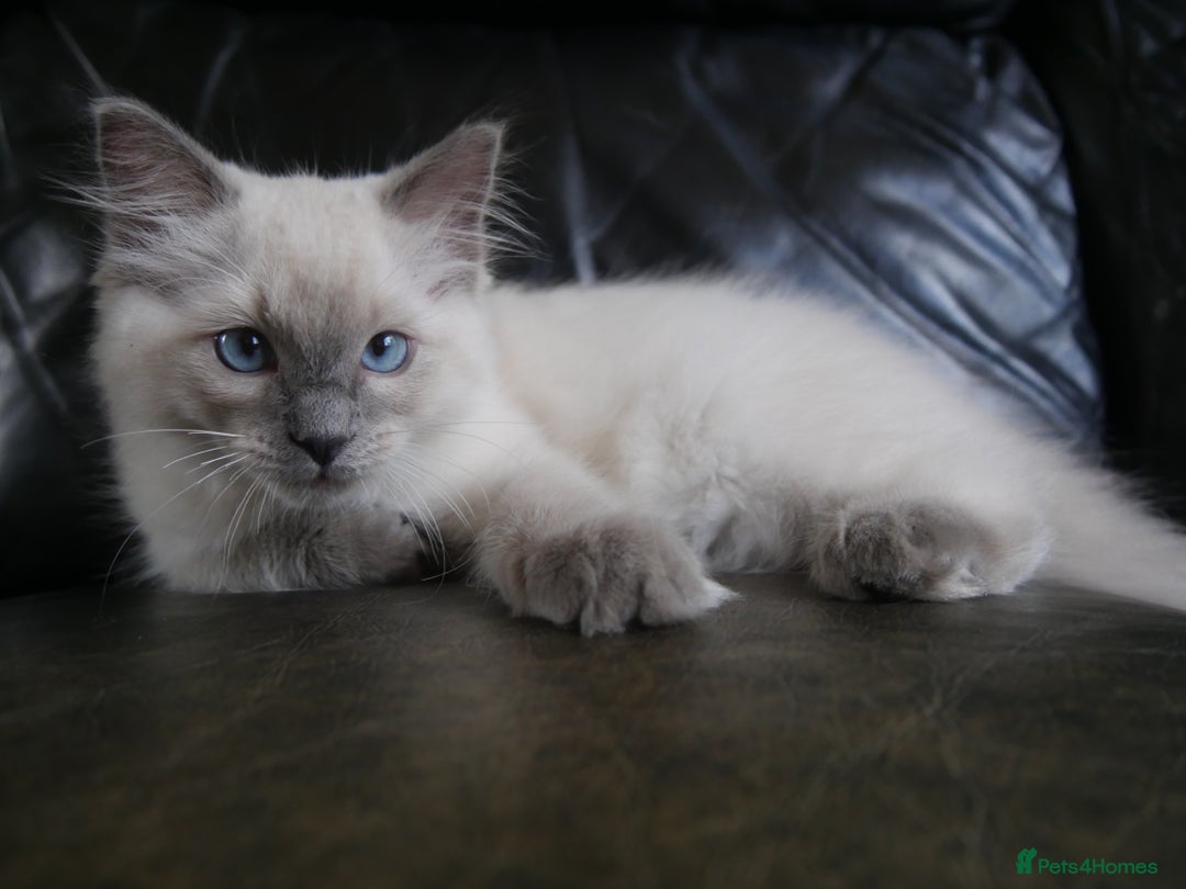 Ragdoll cats for sale: Little boy is looking for a forever home  - Image 2