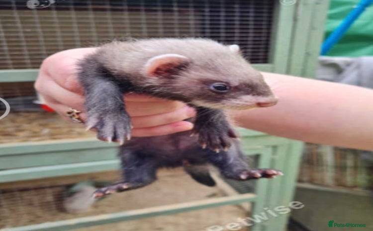 Ferret rodents - Advert 9