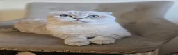 Scottish Fold cats for sale: Scottish fold kittens 😸  - Advert 6