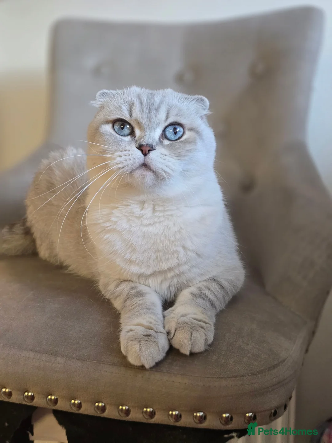 Scottish Fold cats for sale: Scottish fold kittens 😸  - Advert 6