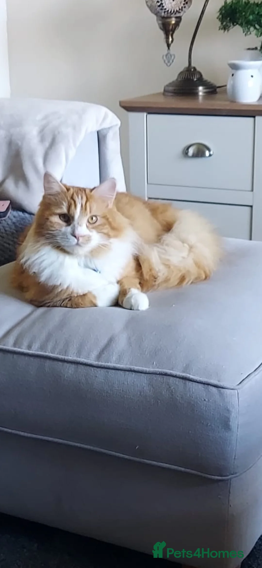 Ragdoll cats for sale: Beautiful ragdoll kittens - Advert 2