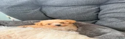 Maltipoo dogs for sale: F1 maltipoo pups  - Advert 8
