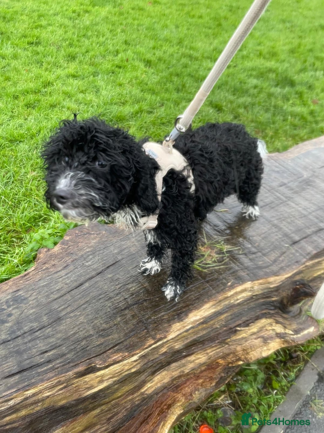 Cockapoo dogs for sale: Poppy - Advert 1