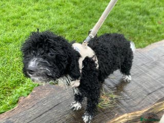 Cockapoo dogs Poppy - Advert 18