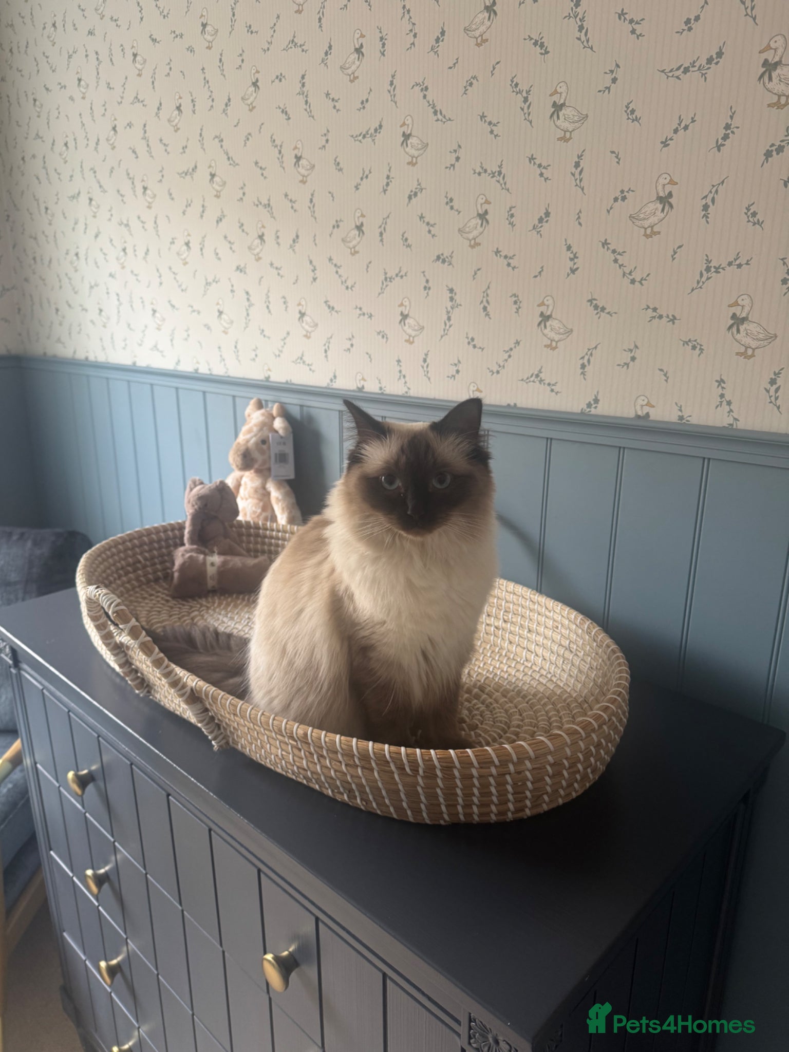 Ragdoll cats Female Ragdoll one year old  - Advert 18
