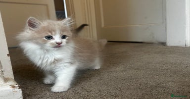 Persian cats - Advert 2