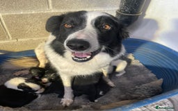 Border Collie dogs for sale: BORDER COLLIE PUPS - Image 3