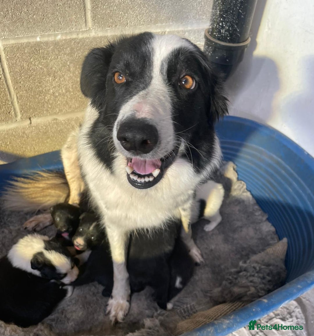 Border Collie dogs for sale: BORDER COLLIE PUPS - Image 3