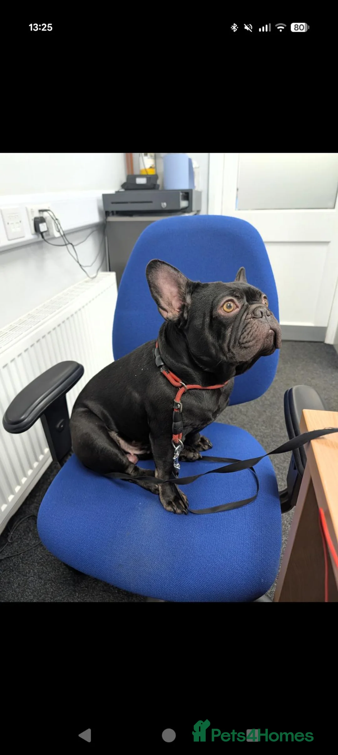 French Bulldog dogs for sale: 3 year old male French Bulldog  - Advert 3