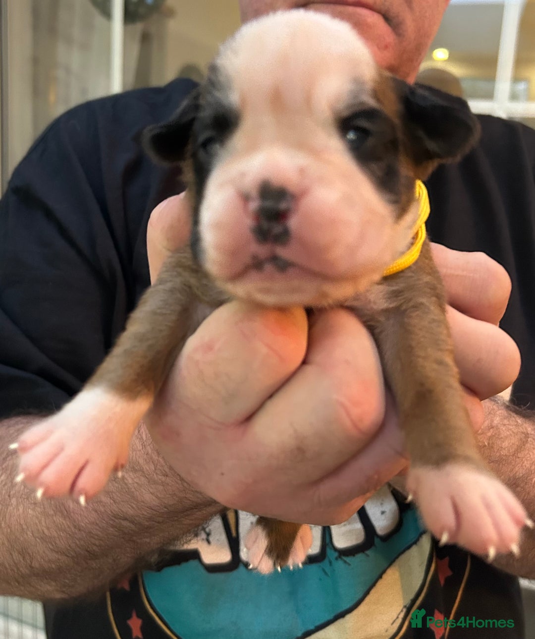 Boxer dogs for sale: Adorable BOXER puppies - Advert 8